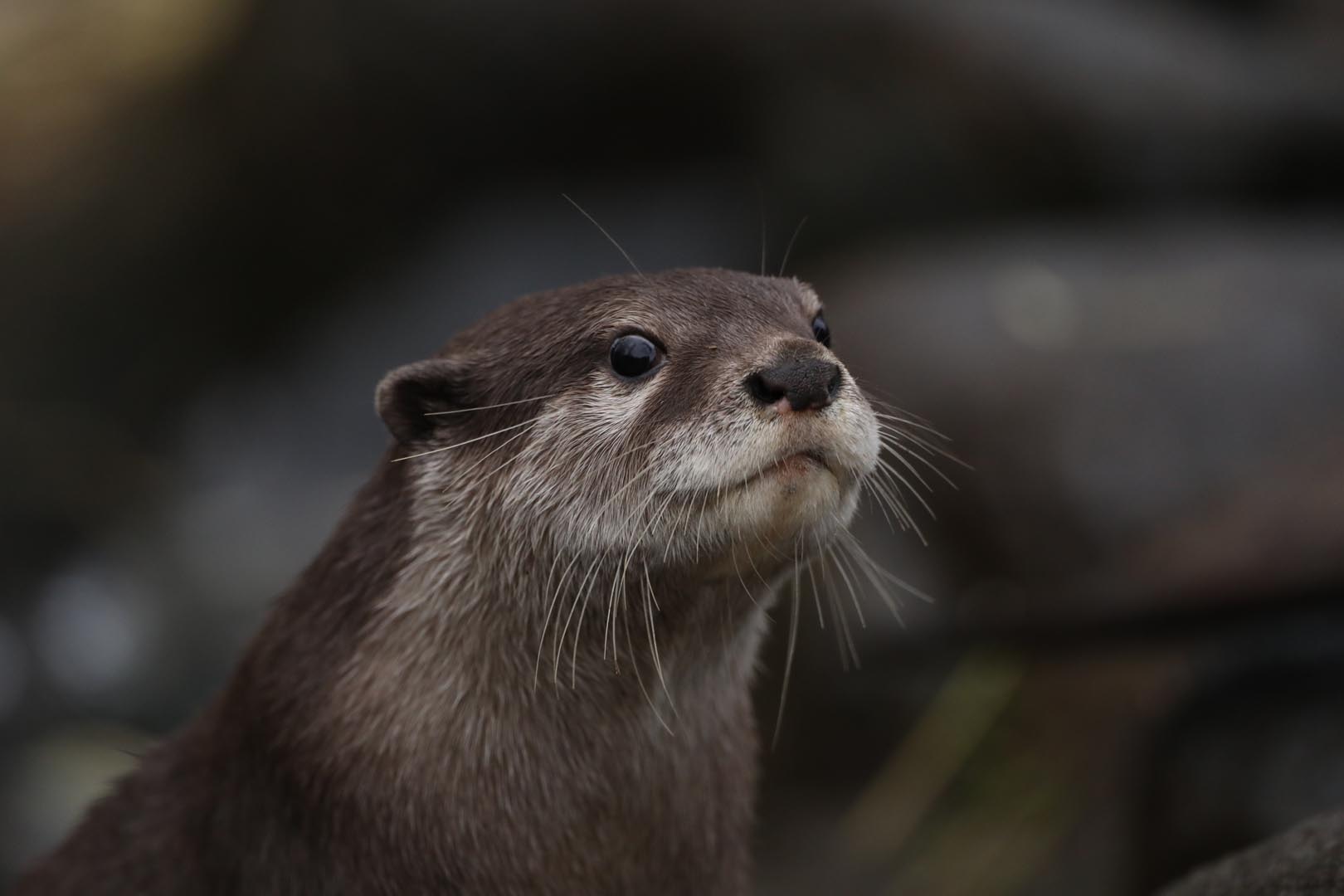 Close up of an Asian small clawed otter looking at the camera (eye contact) IMAGE: Hannah Gordon 2024